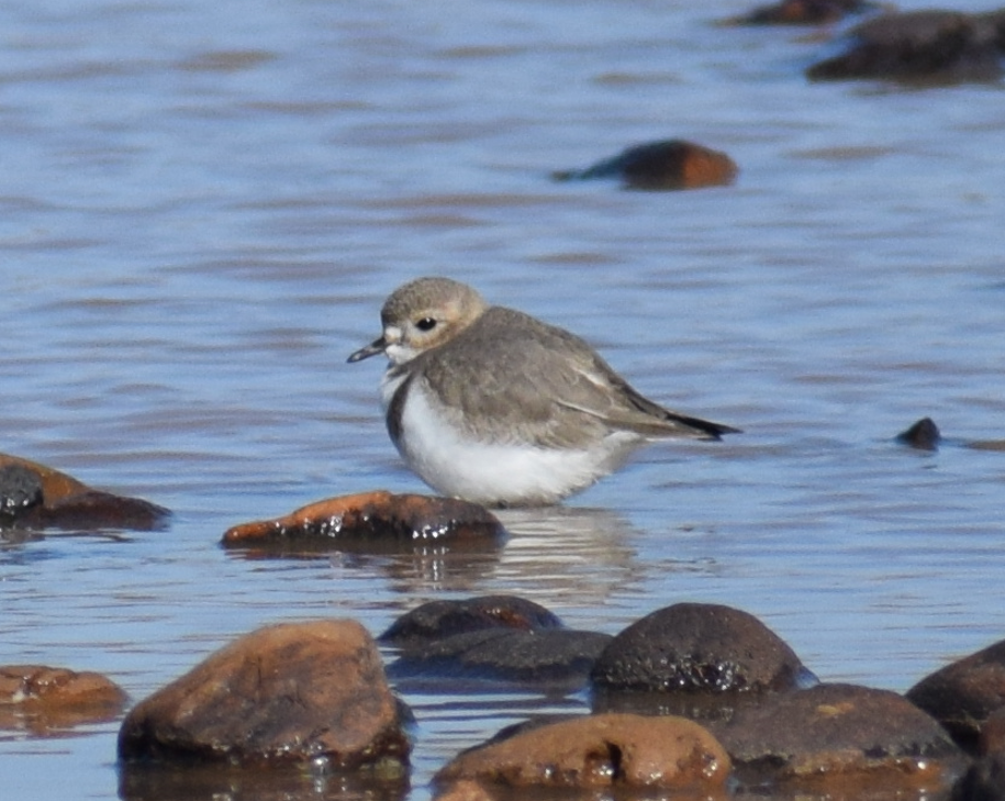 Two-banded Plover - ML618909887