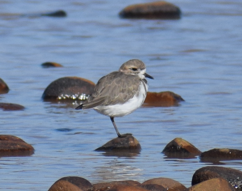 Two-banded Plover - ML618909888