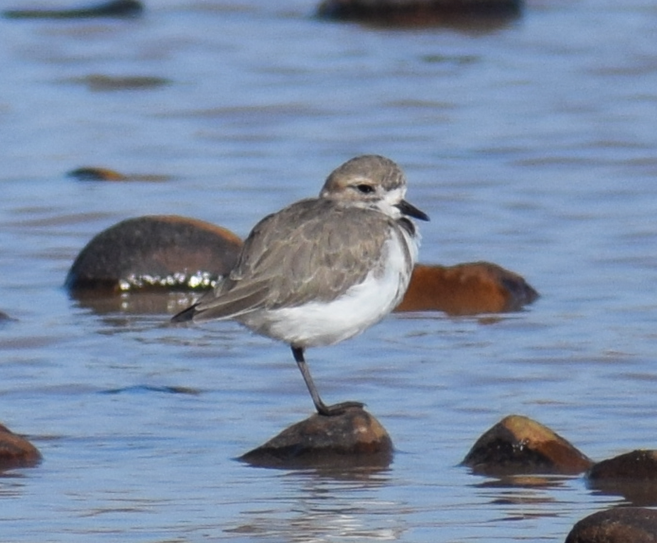 Two-banded Plover - ML618909889