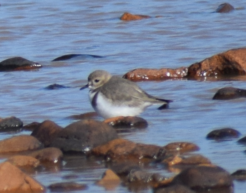 Two-banded Plover - ML618909890