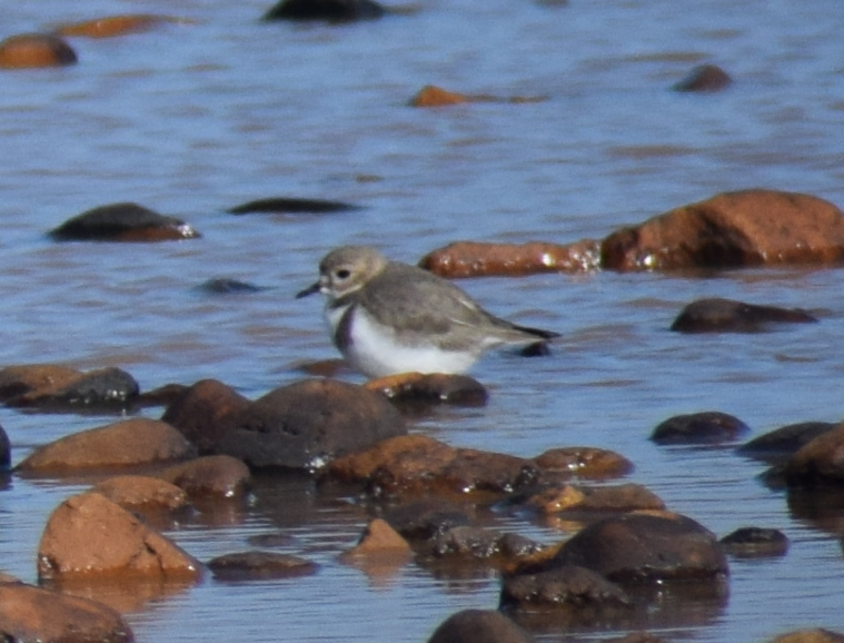 Two-banded Plover - ML618909891