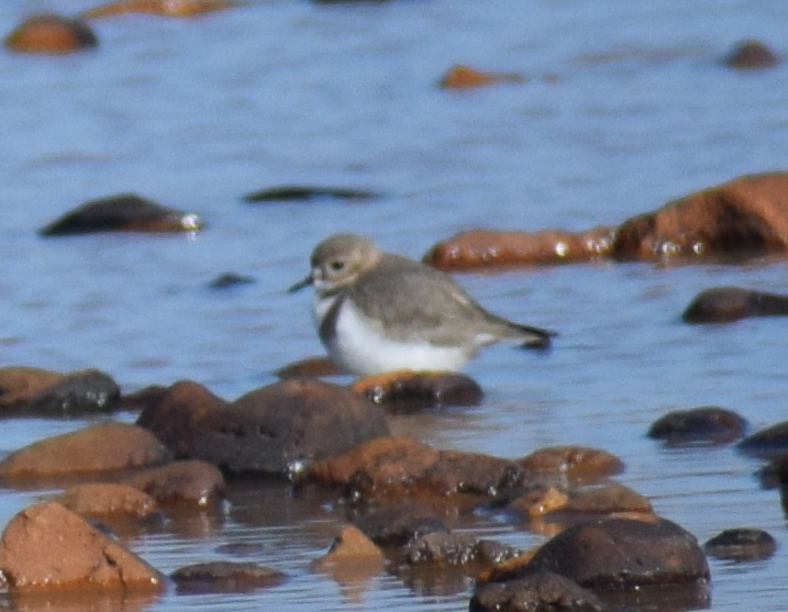 Two-banded Plover - ML618909892