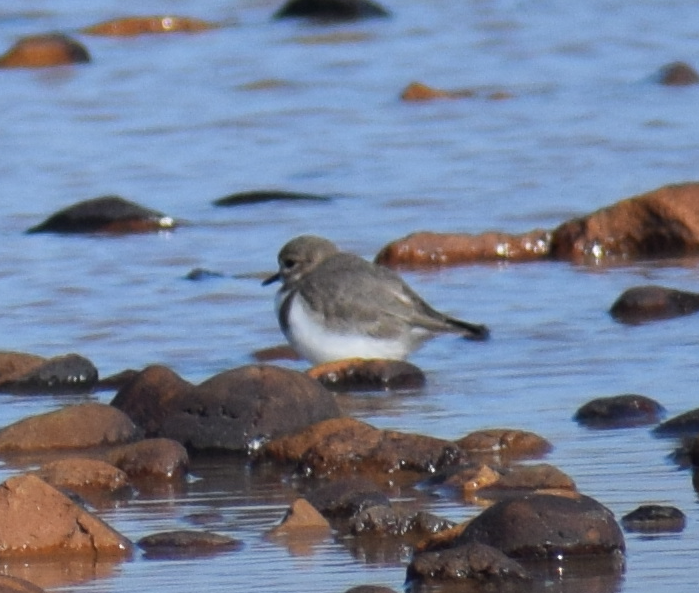 Two-banded Plover - ML618909894