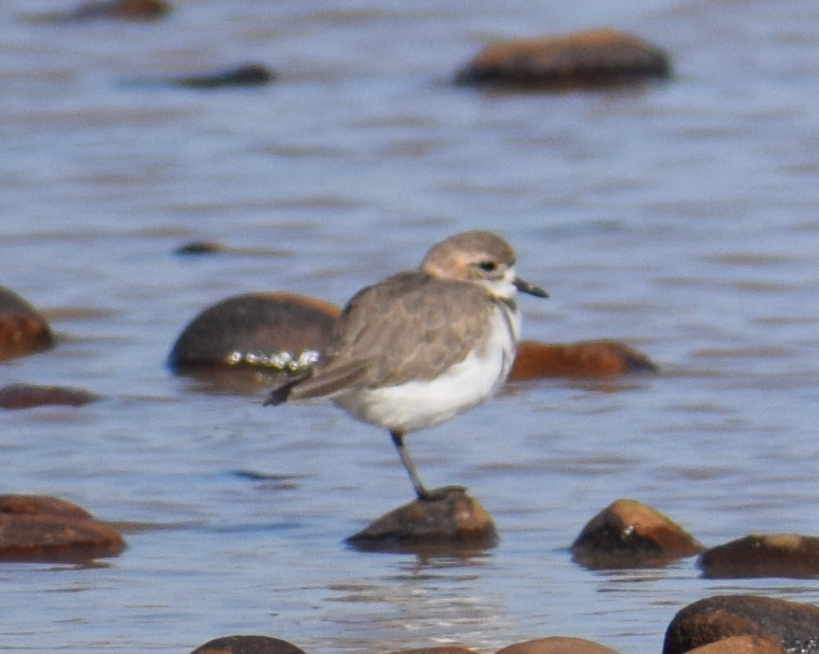 Two-banded Plover - ML618909895