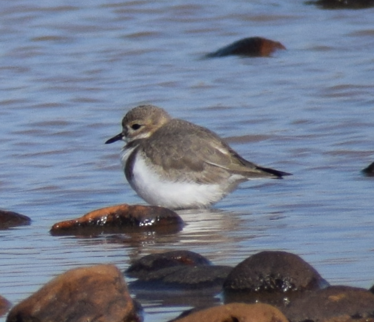 Two-banded Plover - ML618909896