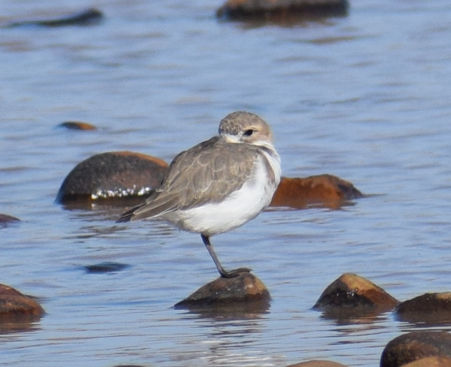 Two-banded Plover - ML618909897