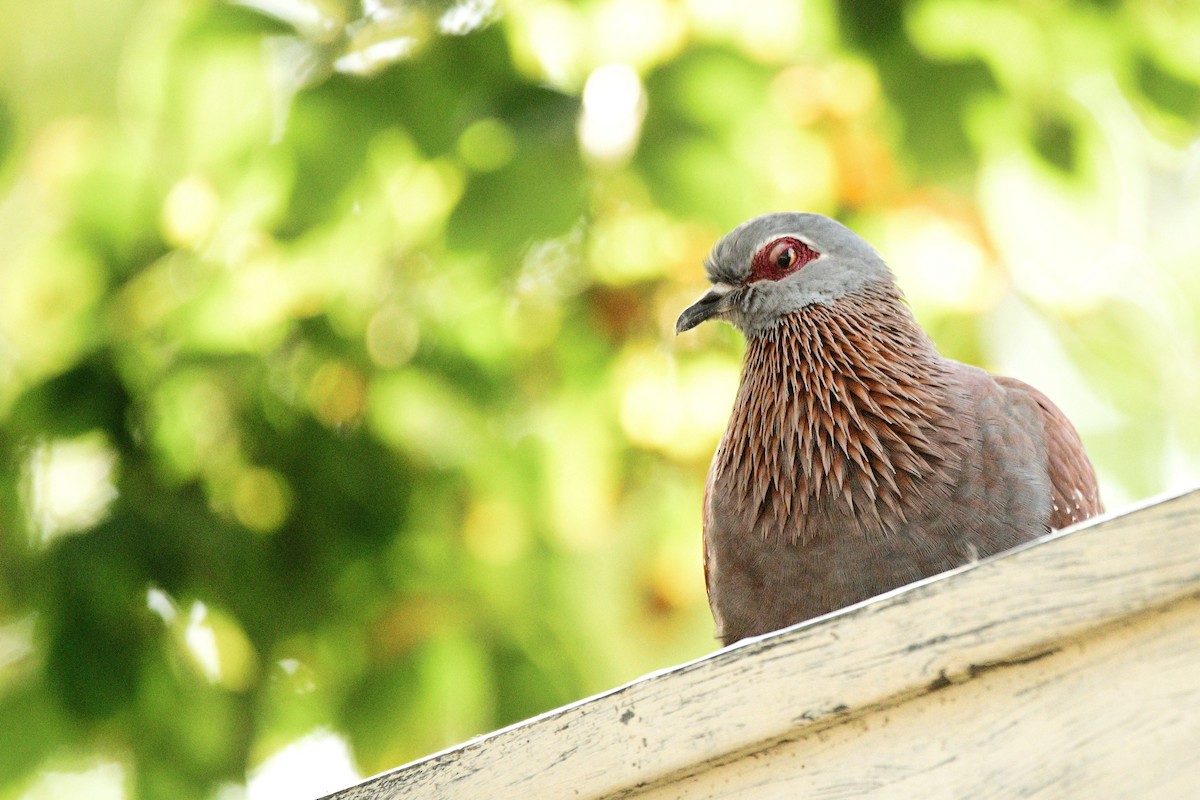 Speckled Pigeon - Cole Penning