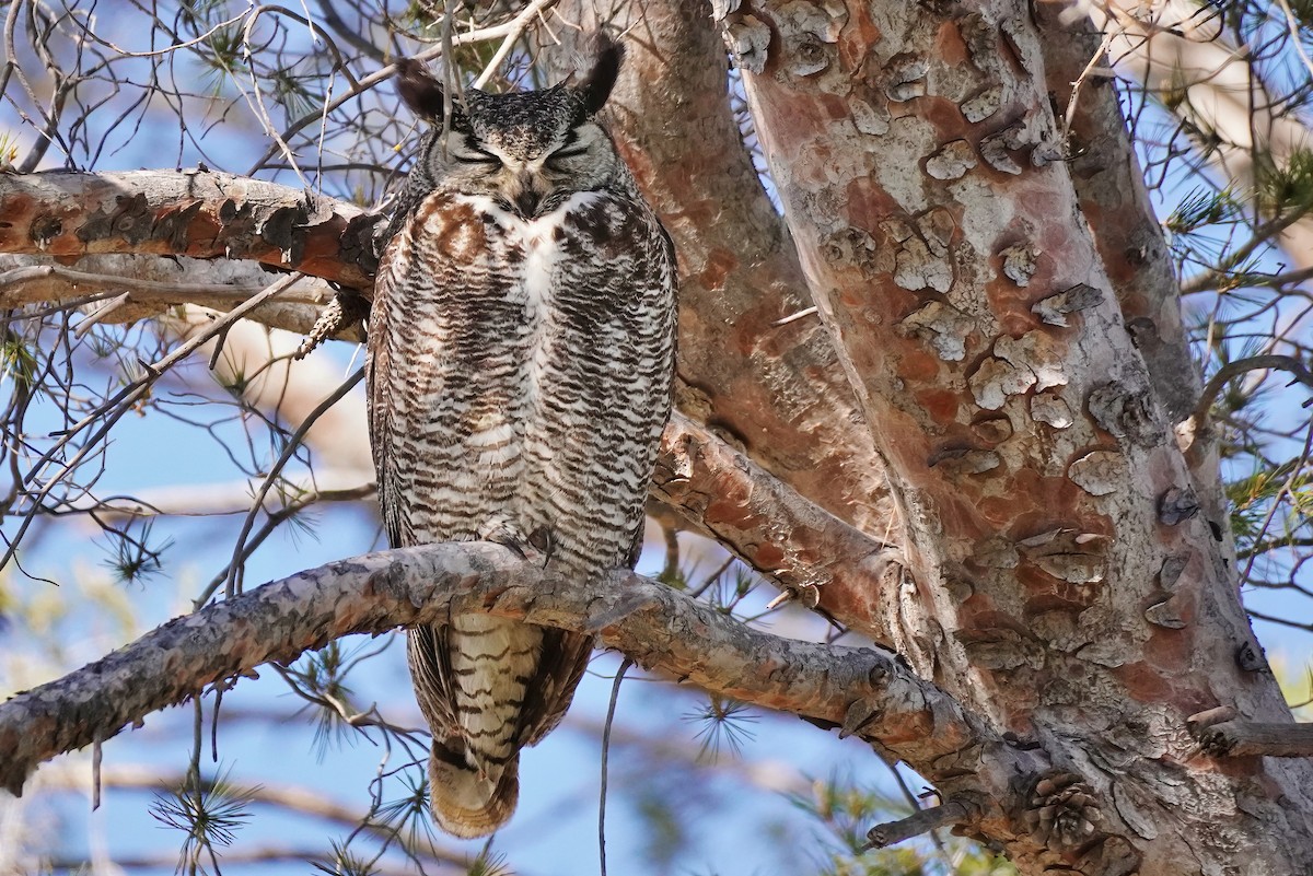 Great Horned Owl - ML618909971