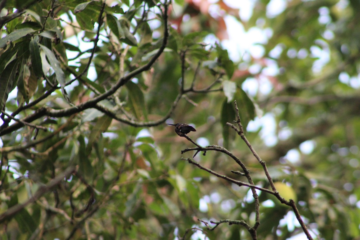Berylline Hummingbird - ML618909975