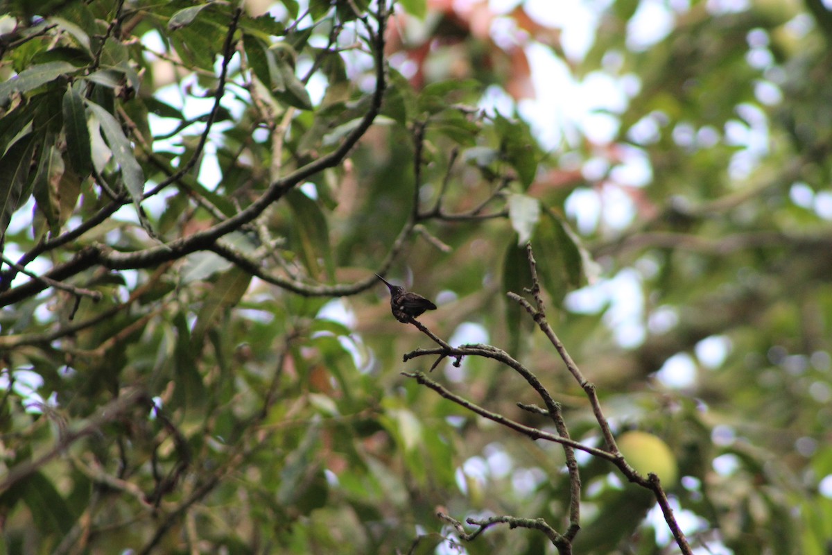 Berylline Hummingbird - Gracia Castillo