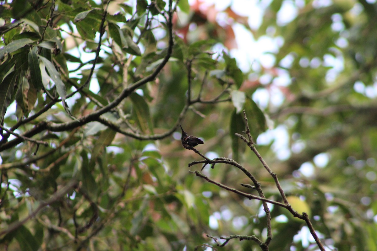 Berylline Hummingbird - ML618909982