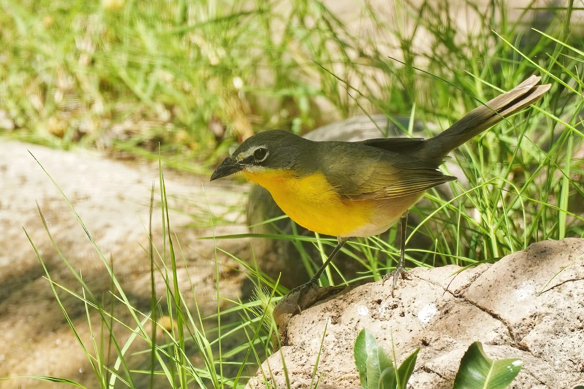 Yellow-breasted Chat - ML618910005