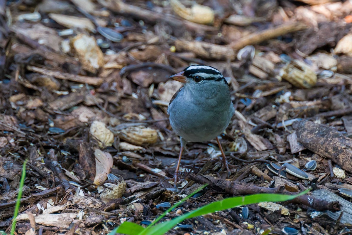 White-throated Sparrow - Steve Burkholder