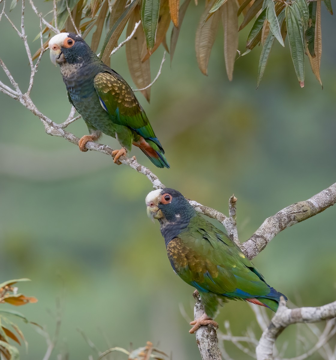 White-crowned Parrot - ML618910031