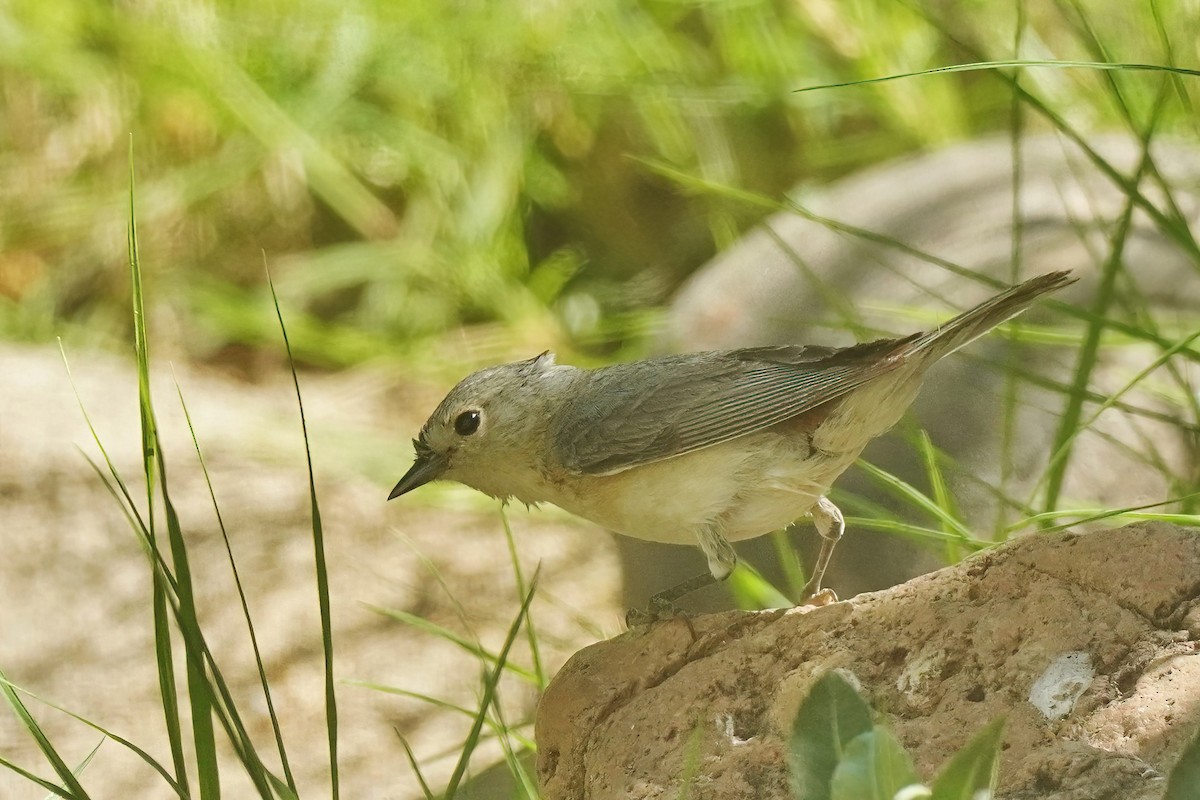 Lucy's Warbler - ML618910051