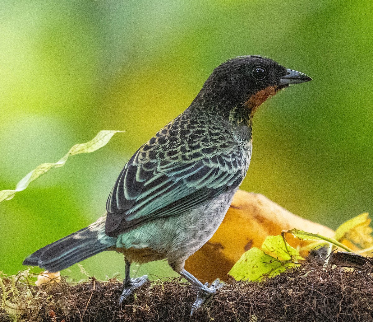 Rufous-throated Tanager - ML618910053