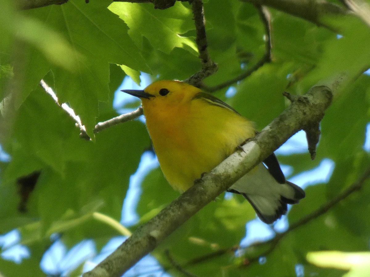 Prothonotary Warbler - ML618910068