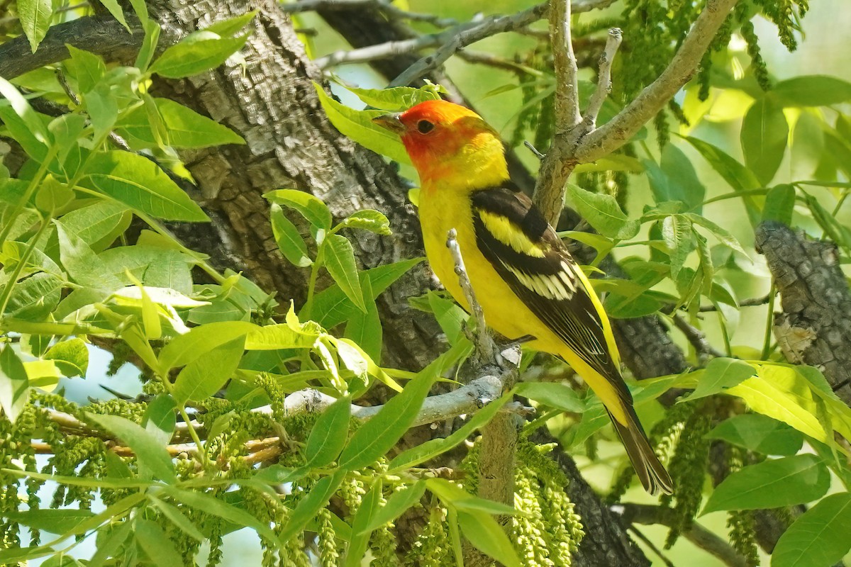 Western Tanager - ML618910069