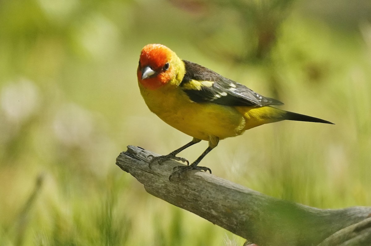 Western Tanager - ML618910070