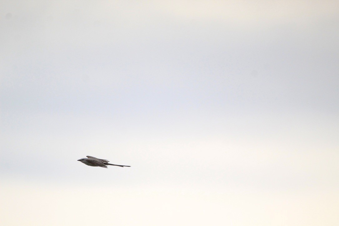 Scissor-tailed Flycatcher - Logan Anderson