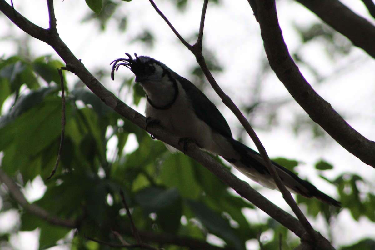 White-throated Magpie-Jay - ML618910079