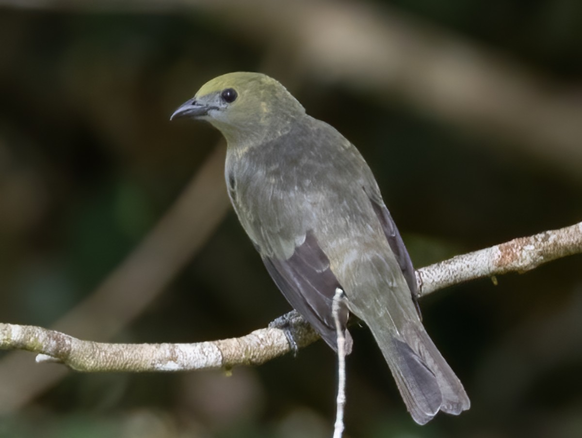 Palm Tanager - ML618910092