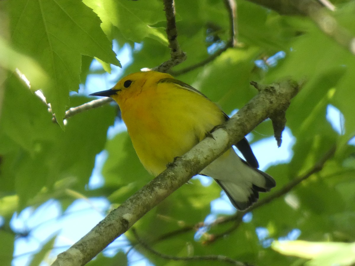Prothonotary Warbler - ML618910095