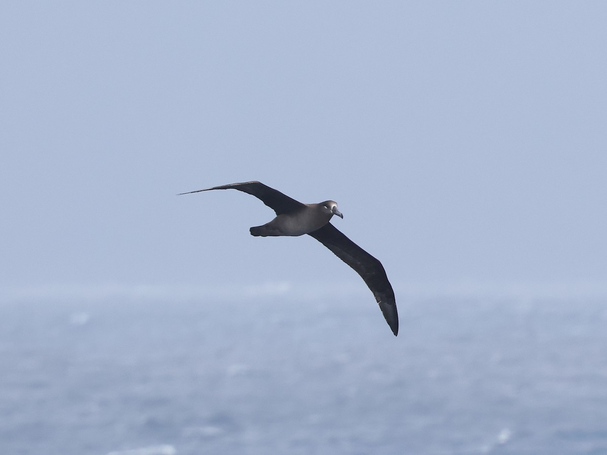 Albatros à pieds noirs - ML618910108