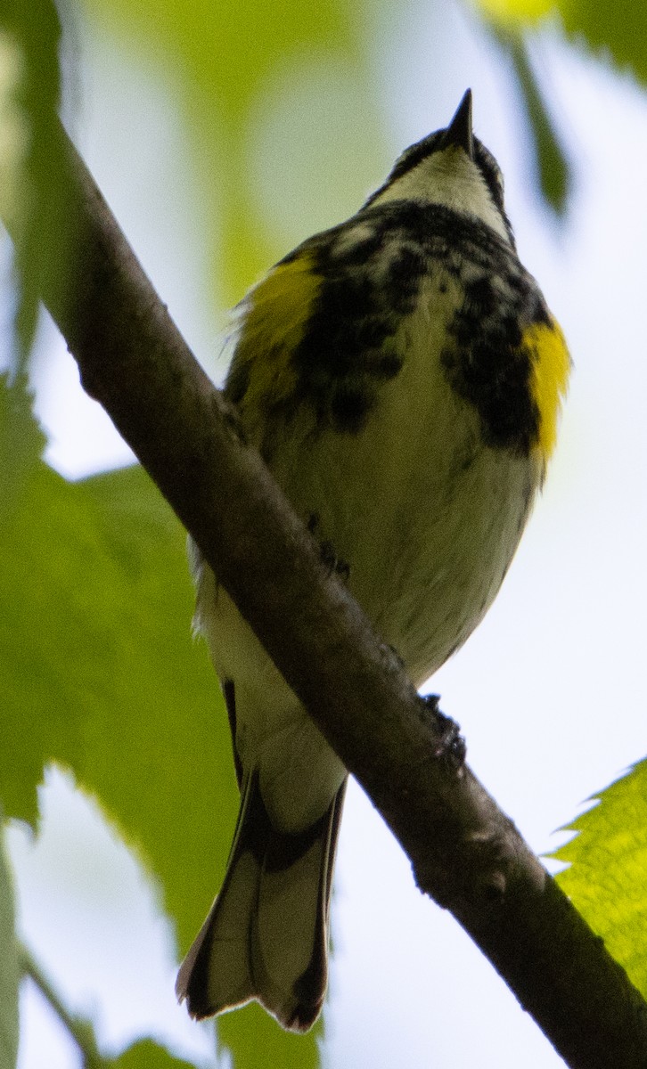 Yellow-rumped Warbler - Jenny Rogers