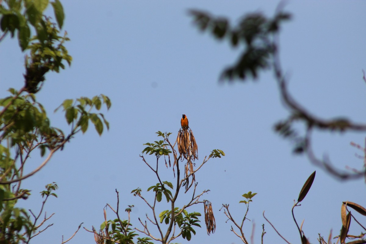 Spot-breasted Oriole - ML618910133