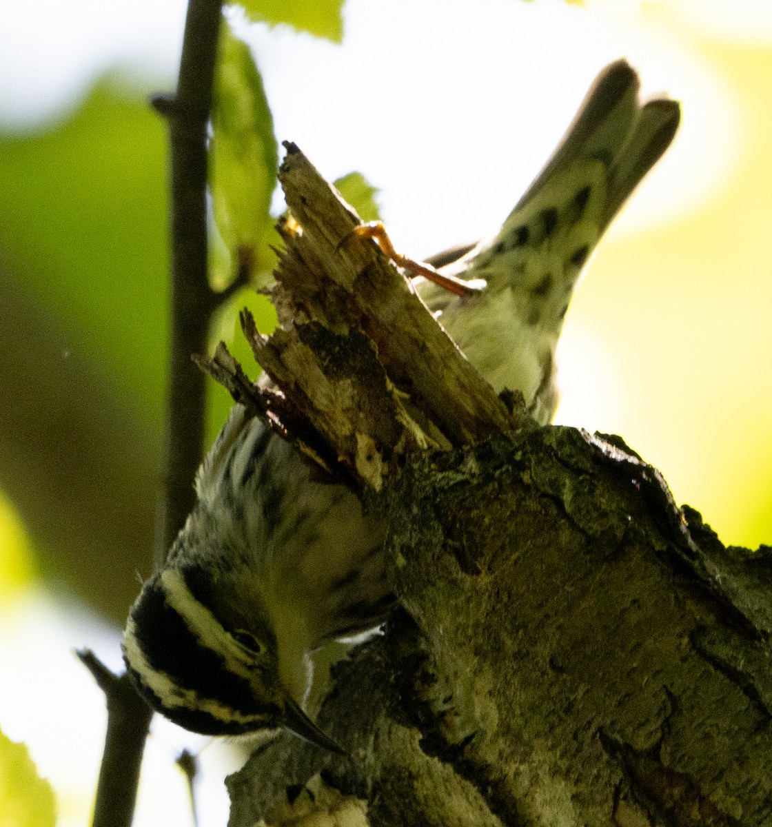 Black-and-white Warbler - Jenny Rogers