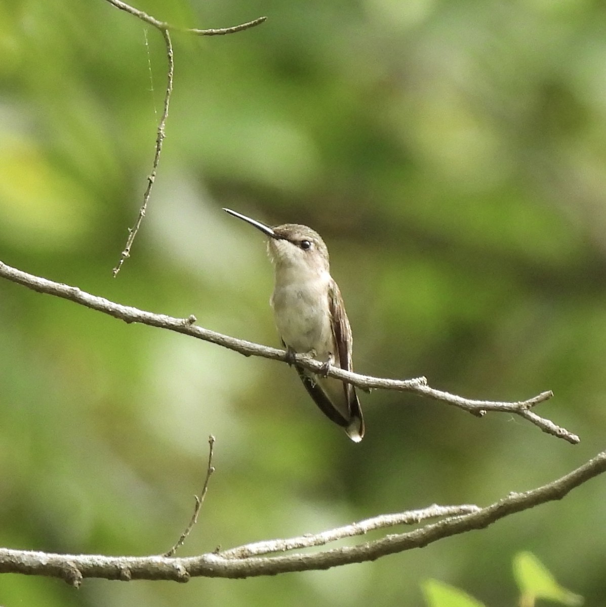 Ruby-throated Hummingbird - ML618910152