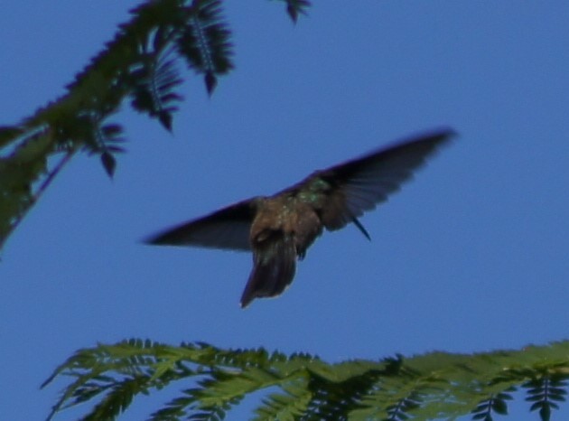 kolibřík mexický - ML618910213