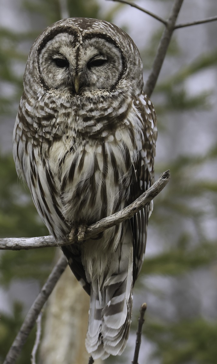 Barred Owl - Steve Vines