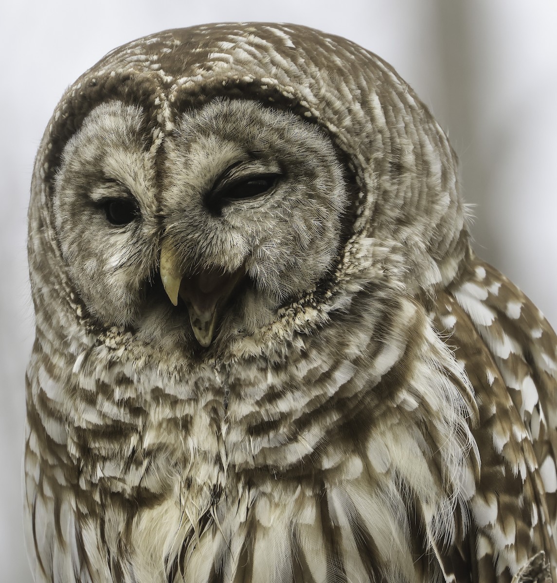 Barred Owl - Steve Vines