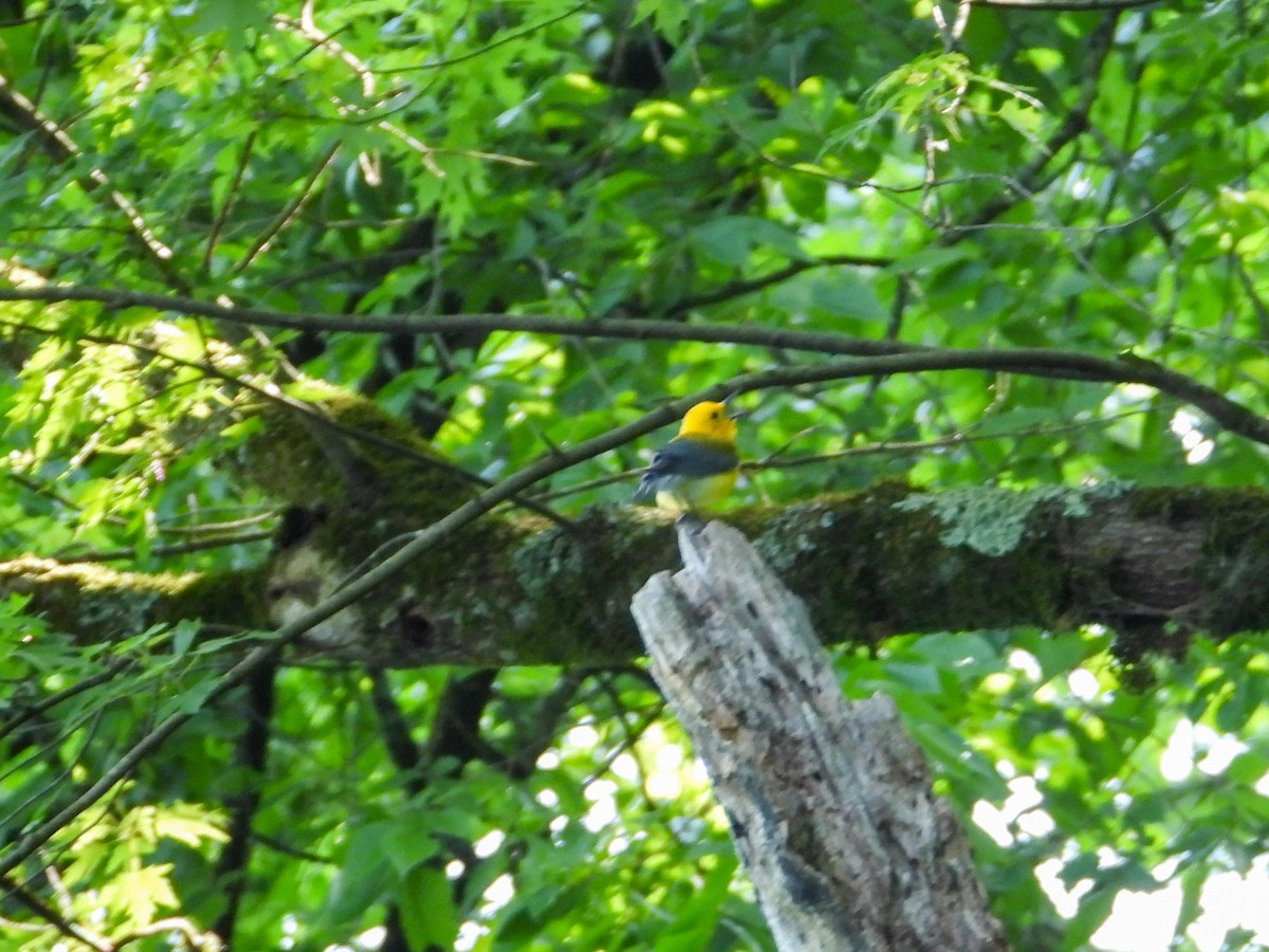 Prothonotary Warbler - ML618910237