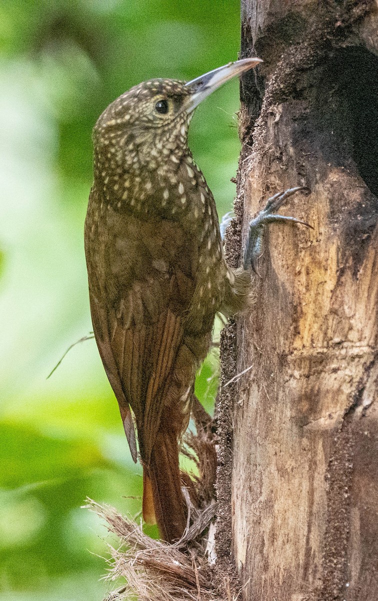 Spotted Woodcreeper - ML618910238