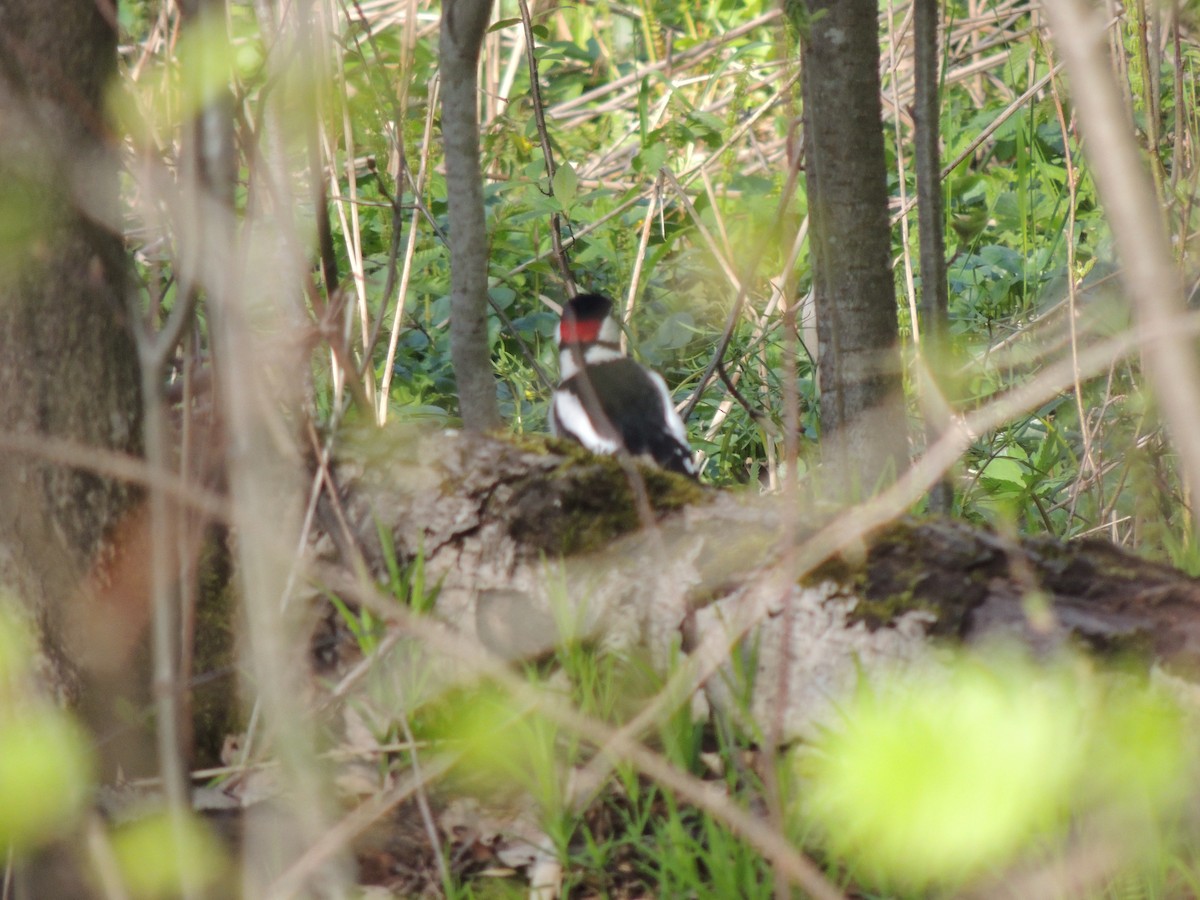 Great Spotted Woodpecker - ML618910290