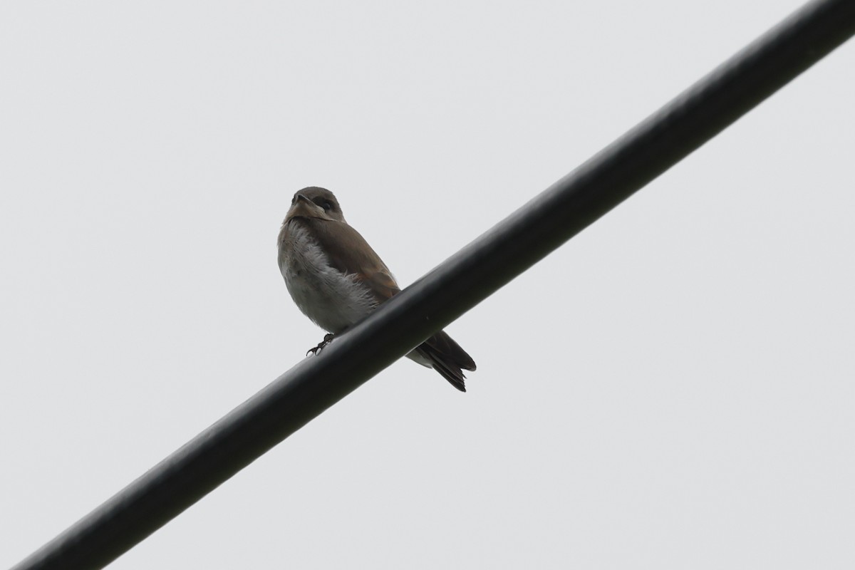 Northern Rough-winged Swallow - ML618910302