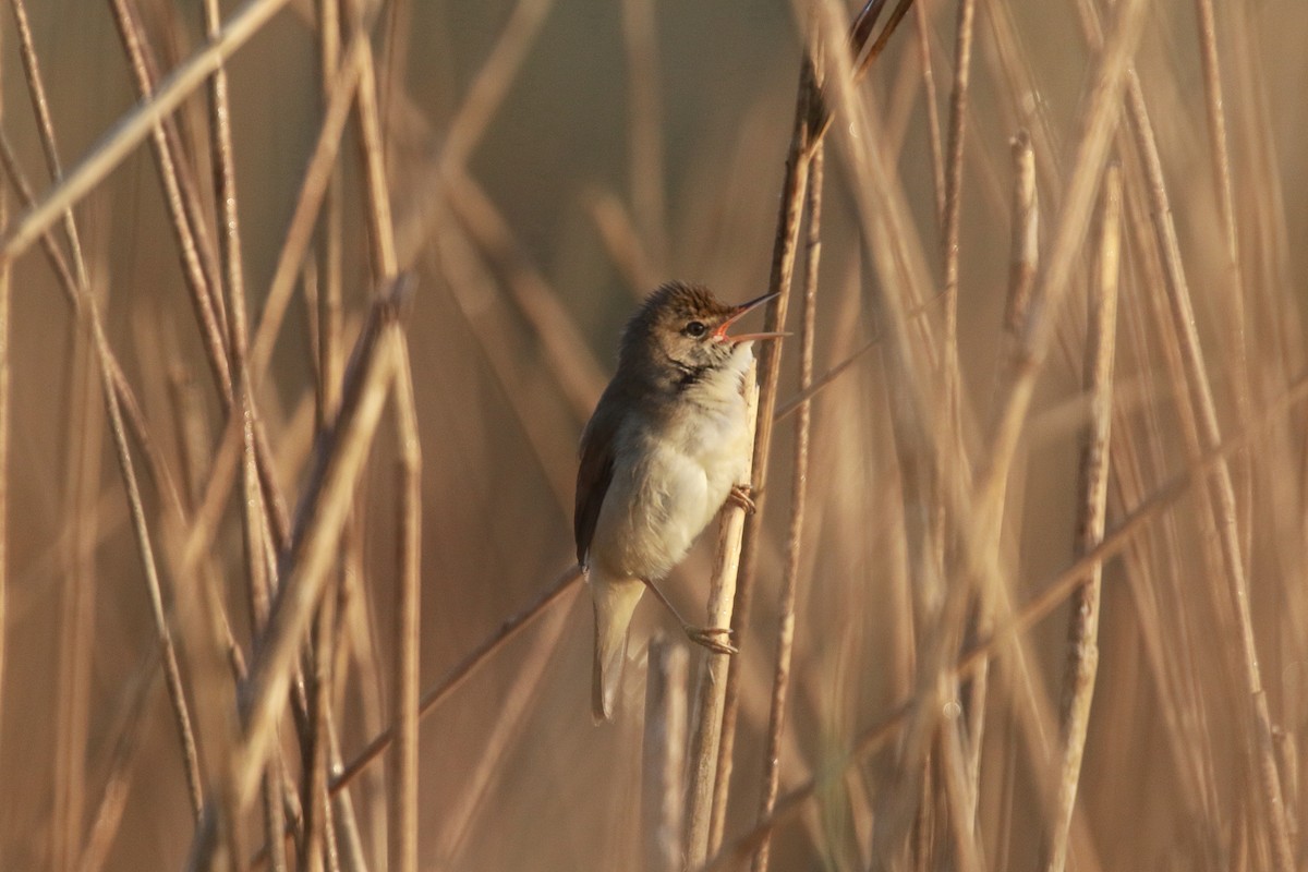 Common Reed Warbler (Common) - Neil Osborne