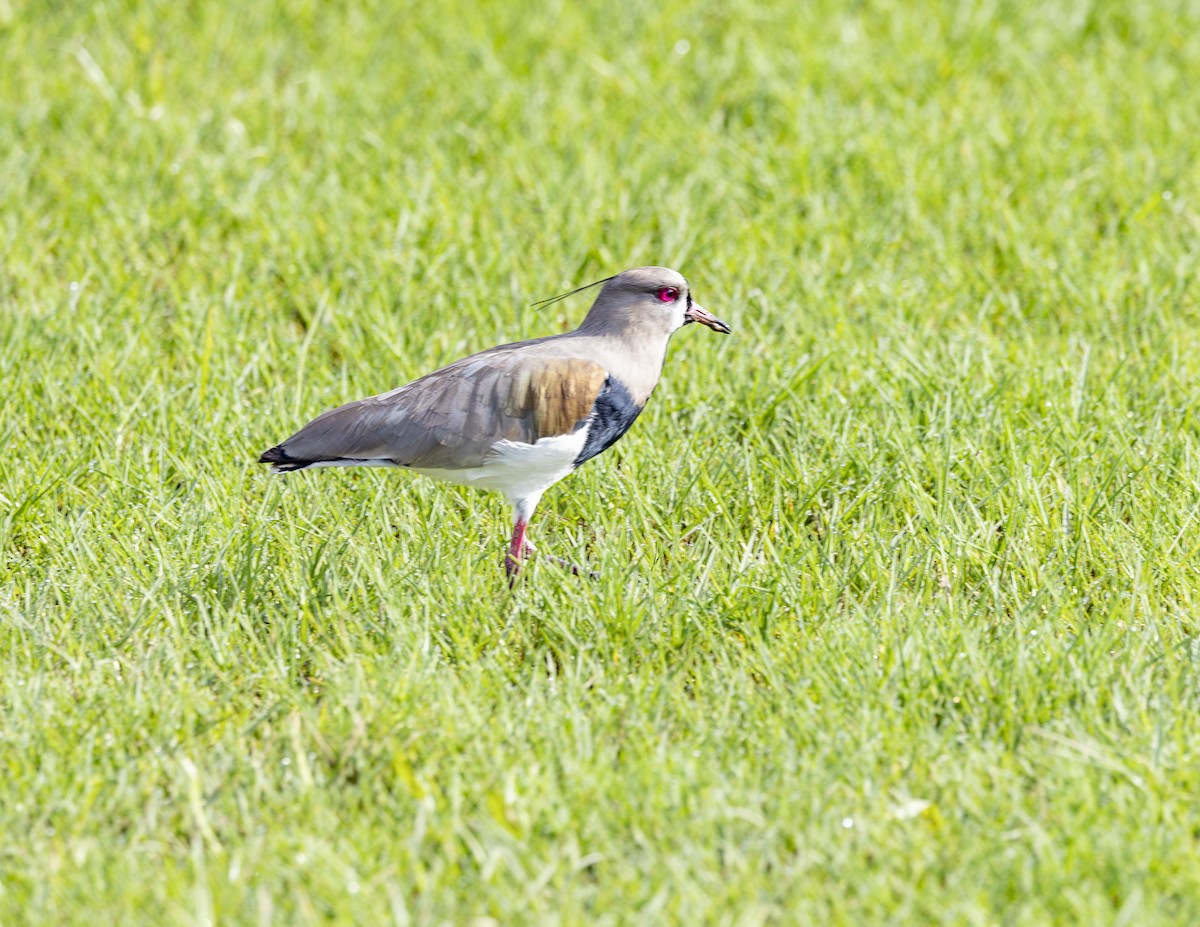 Southern Lapwing - Clarisse Odebrecht