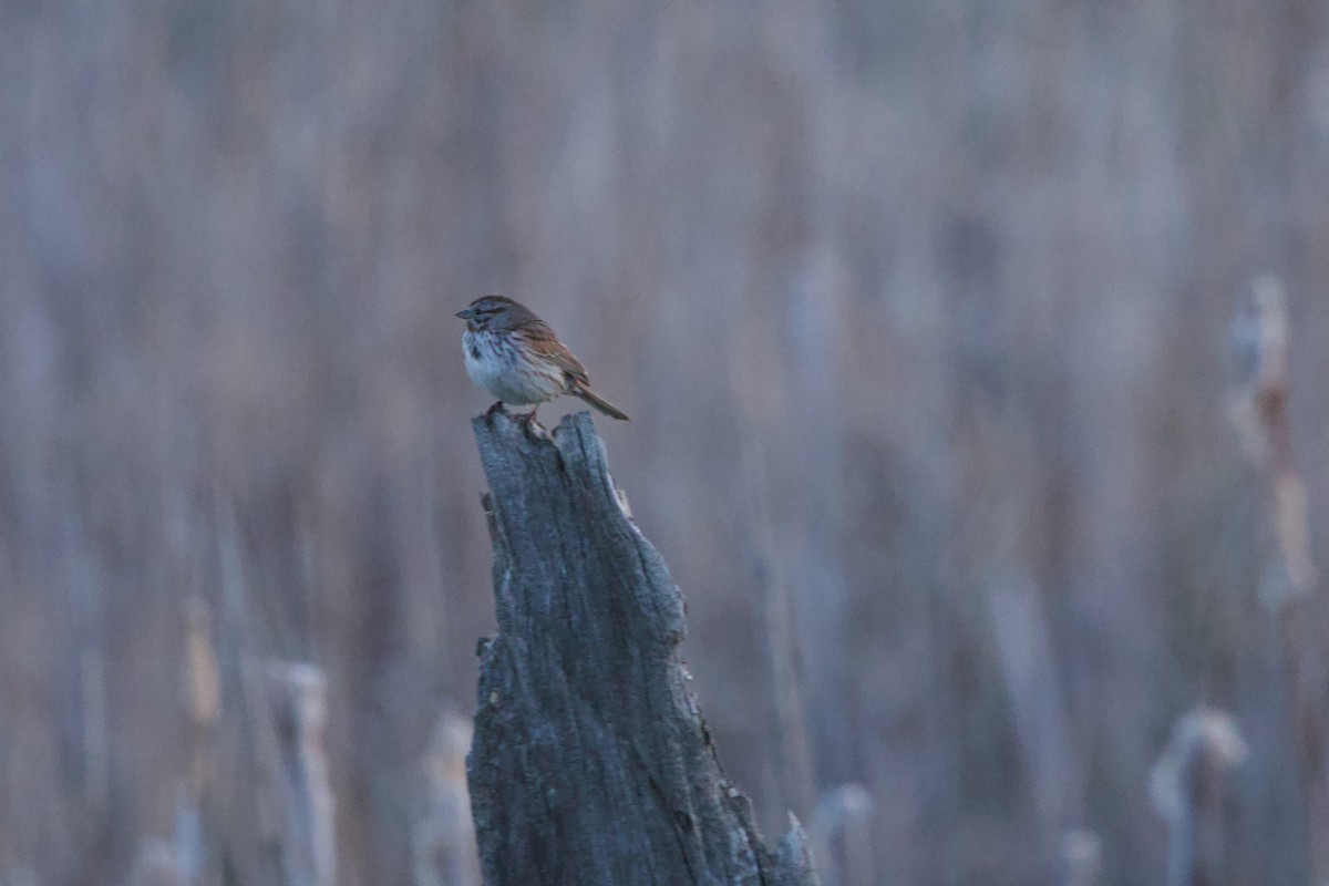 Song Sparrow (montana/merrilli) - ML618910314