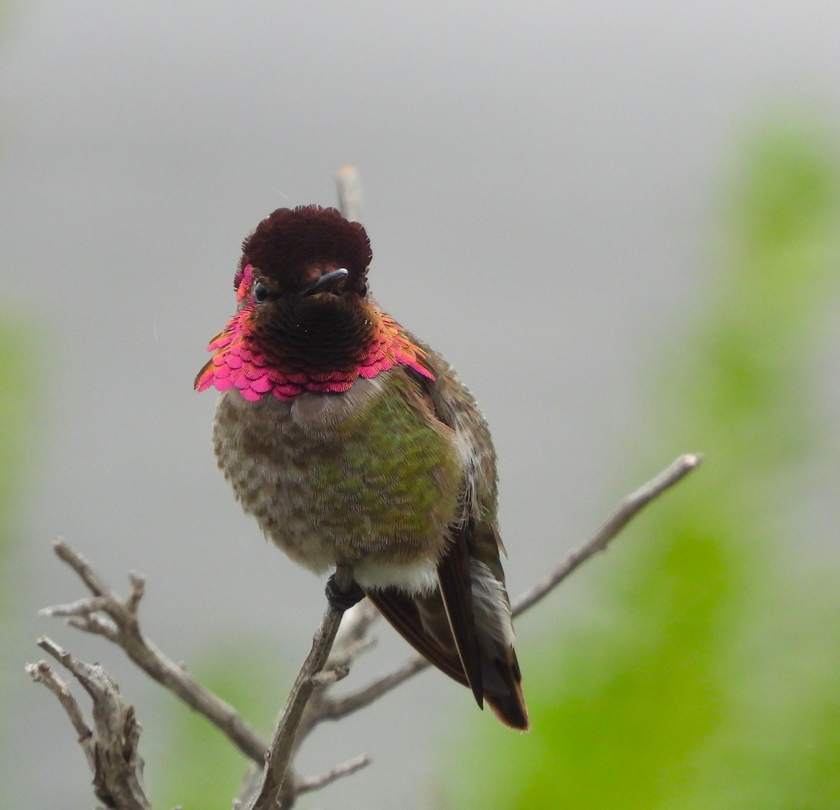 Anna's Hummingbird - ML618910316