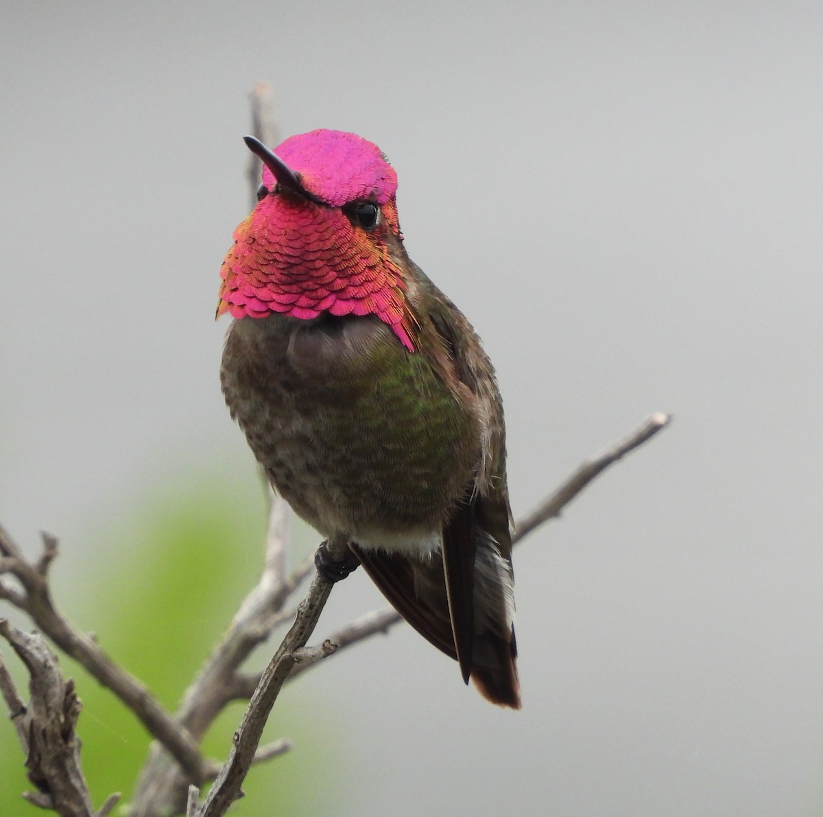Anna's Hummingbird - ML618910317