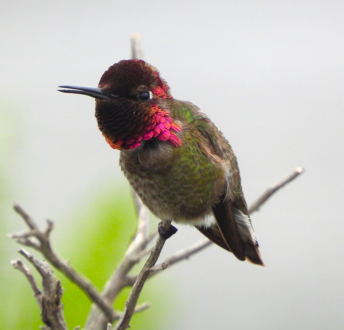 Anna's Hummingbird - Lynn Scarlett