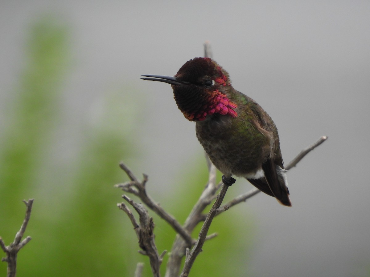 Anna's Hummingbird - ML618910320