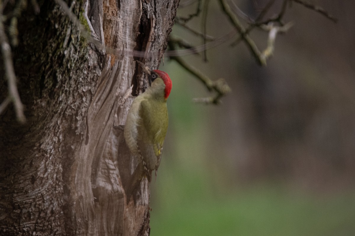 Eurasian Green Woodpecker - Guido Van den Troost