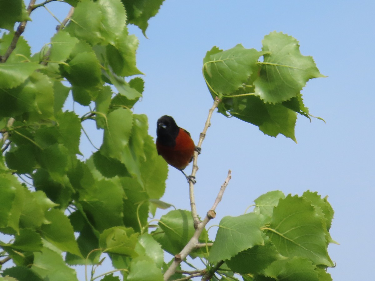Orchard Oriole - ML618910334