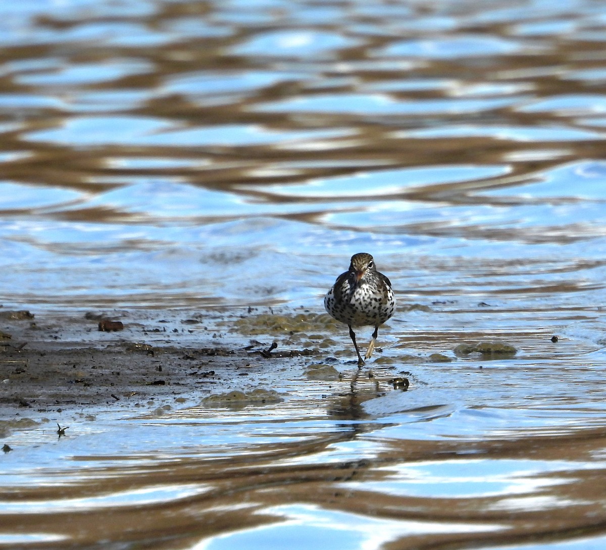 Spotted Sandpiper - Susan Smith