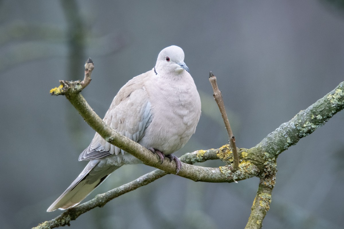 Eurasian Collared-Dove - Guido Van den Troost